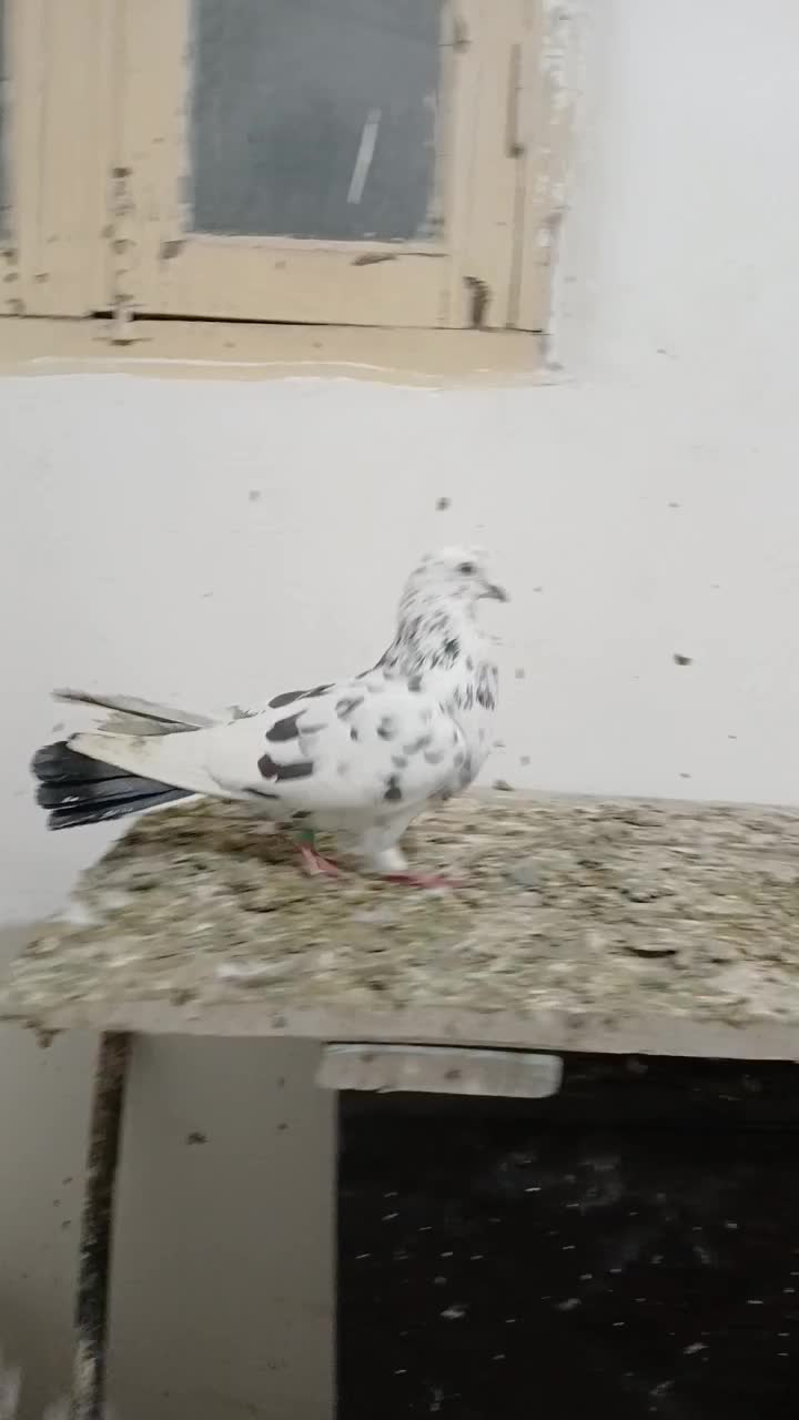 کبوتر|پرنده|اردبیل, |دیوار