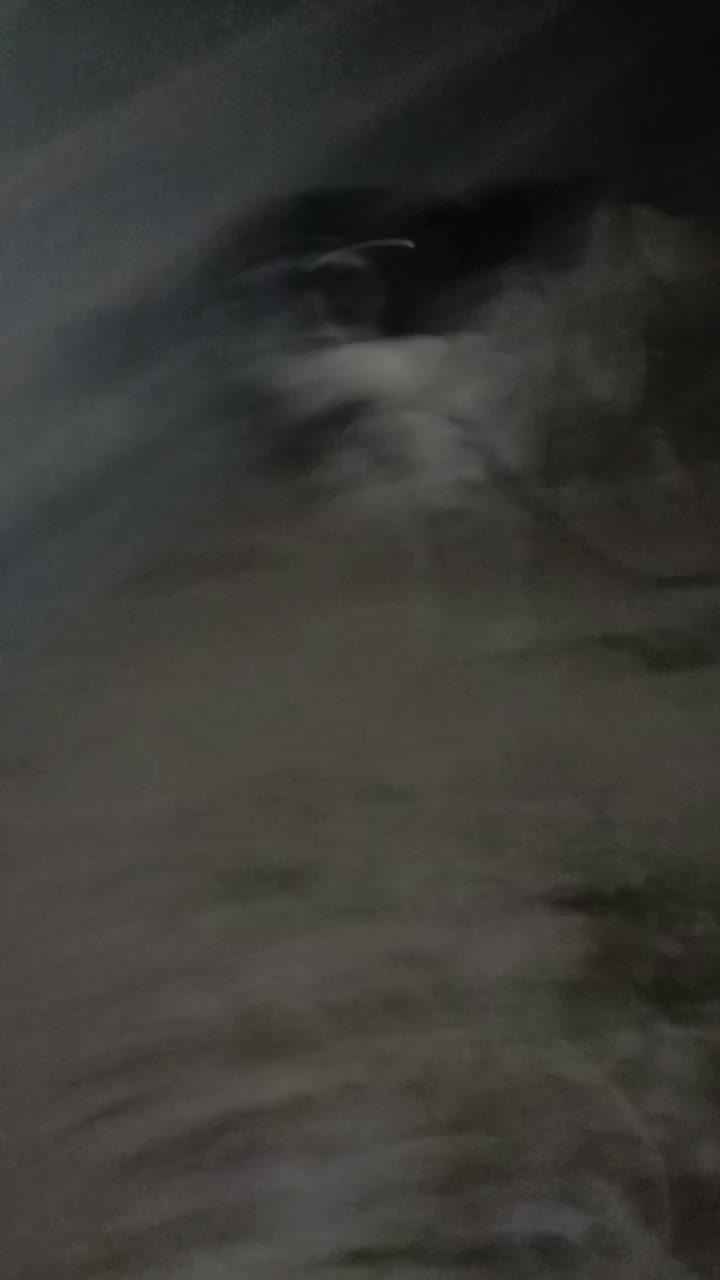 سگ قدرجونی- قهدریجانی قلاده ای نگهبان بشرط|سگ|شیراز, گویم|دیوار