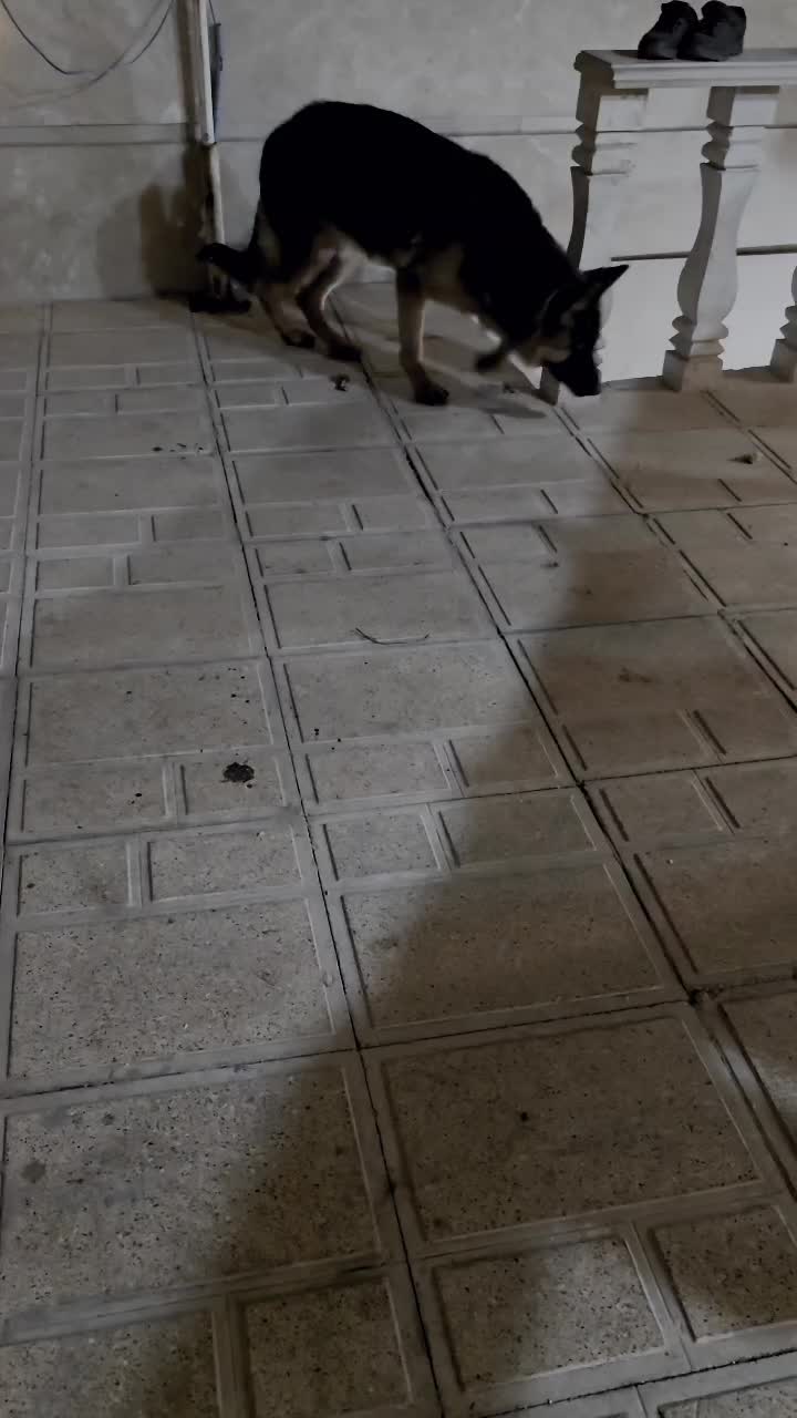 ژرمن بلک فیس پاخرگوشی|سگ|رفسنجان, |دیوار