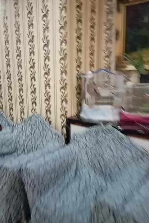 مرغ عشق سالم و اماده|پرنده|تهران, بیسیم|دیوار