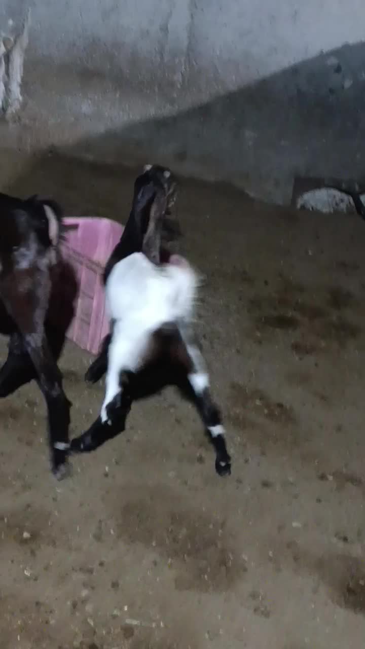 کهره نر و ماده|حیوانات مزرعه|چغادک, |دیوار