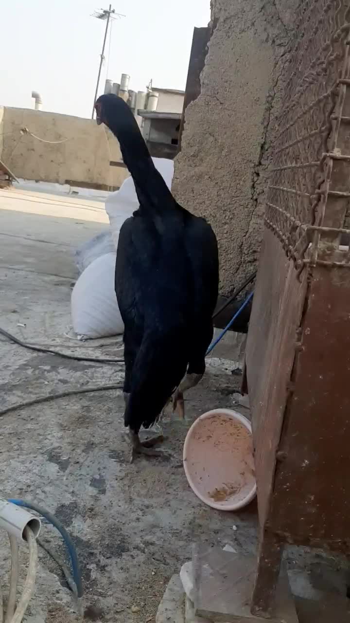 مرغ اوشاموالمانی مشکی|حیوانات مزرعه|قدس, شهرقدس|دیوار