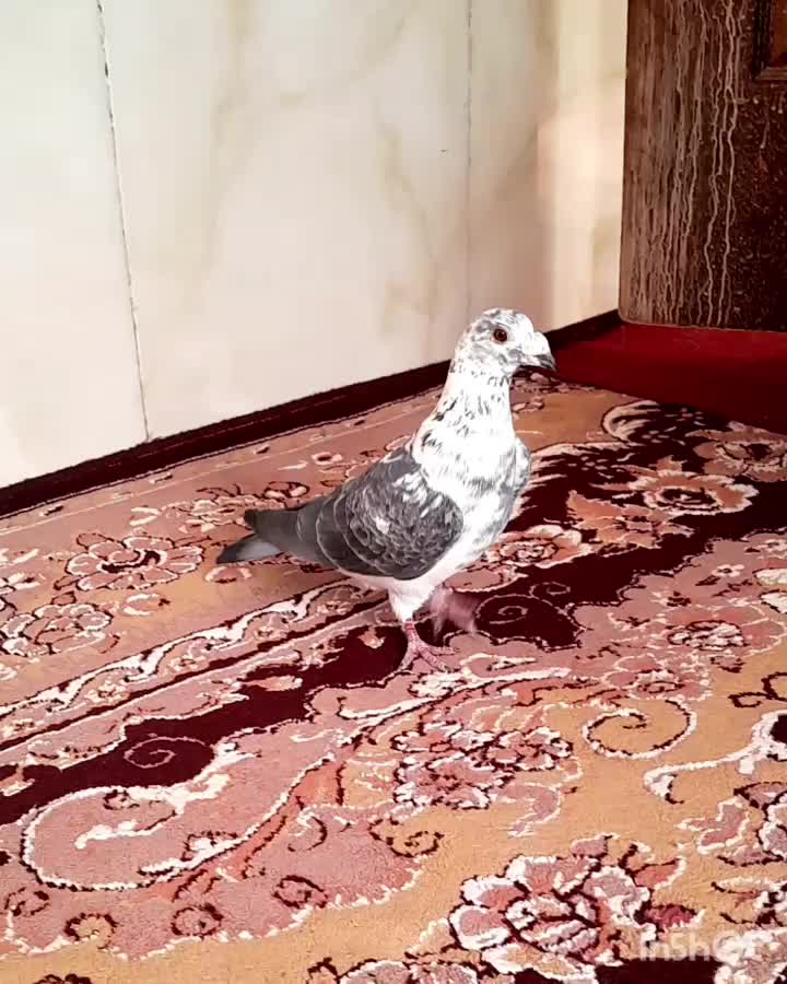 کفتر بزک|پرنده|تربت جام, بوستان وحدت|دیوار