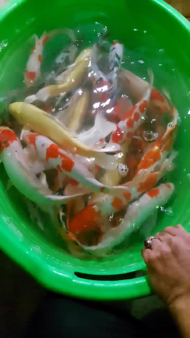 ماهی کوی از ریز تا مولد|ماهی|اصفهان, کارلادان|دیوار