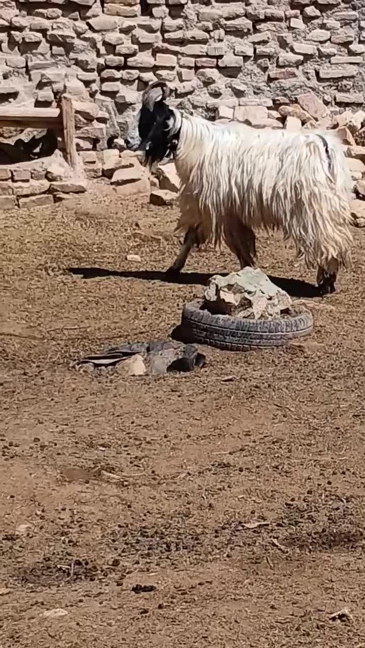 نربز|حیوانات مزرعه|مشهد, كنويست|دیوار