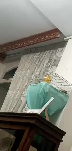 خاکی|پرنده|کرج, اصفهانی‌ها|دیوار