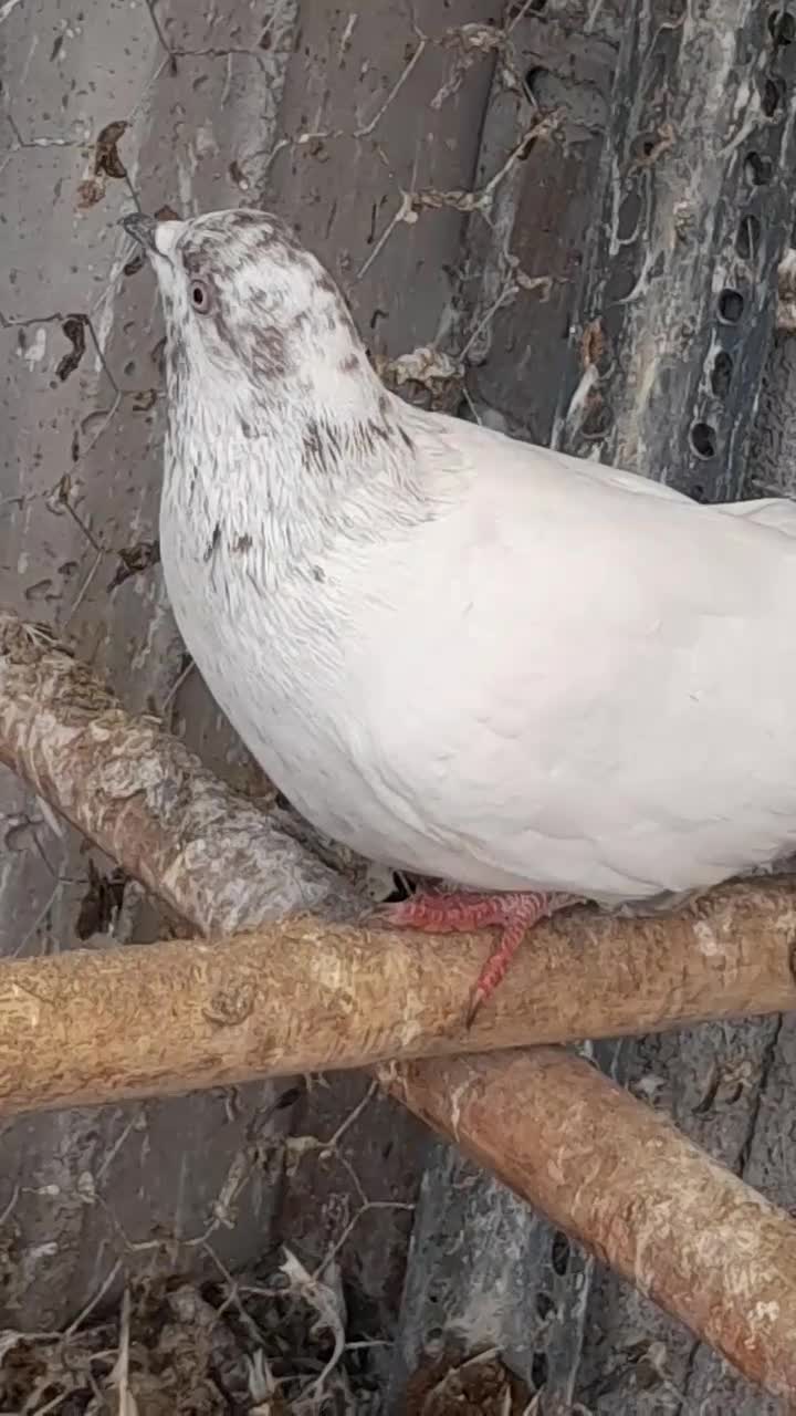 کبوتر عالی|پرنده|تهران, مطهری|دیوار