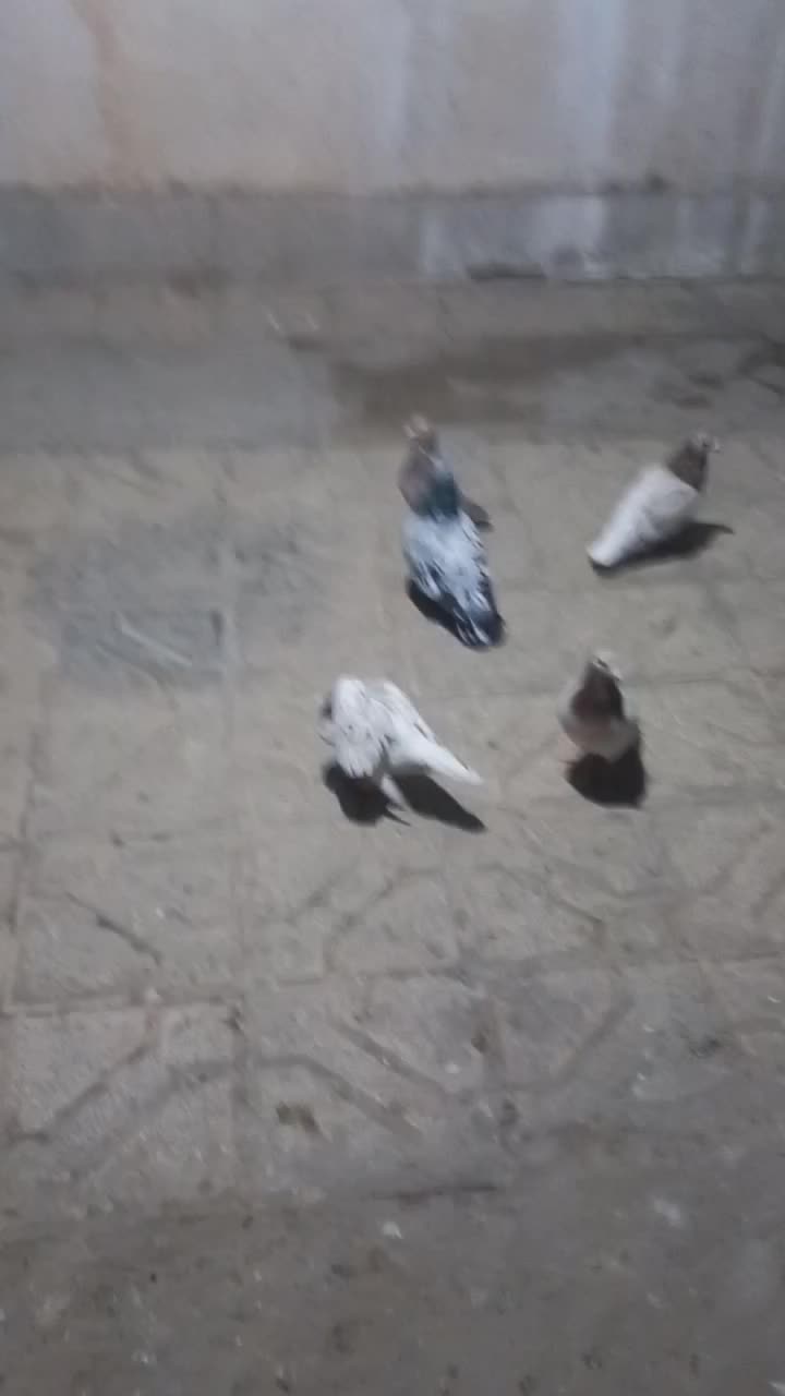 کفتر|پرنده|مشهد, پنجتن|دیوار