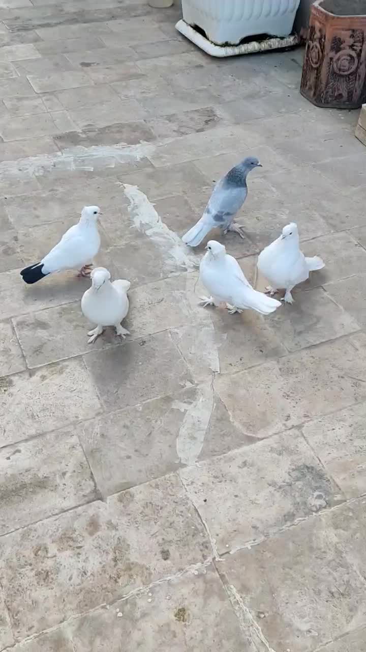 کبوتر  جفتی 350|پرنده|قم, علی آباد سعدگان|دیوار