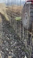 فروش ویژه نهال صنوبر+شانتیون|خدمات باغبانی و درختکاری|تبریز, |دیوار