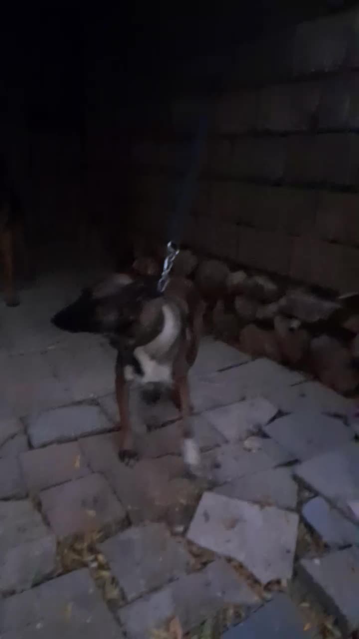 واگذاری مالینویز ماده|سگ|شیراز, نصرآباد|دیوار