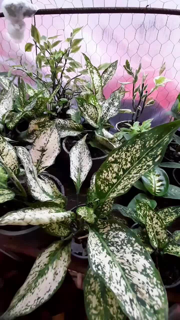 انواع گلهای تازه|گل و گیاه طبیعی|آستارا, |دیوار