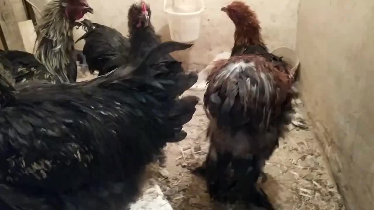 خروس برهما بلک نژاد اصل|حیوانات مزرعه|هشتگرد, خور|دیوار