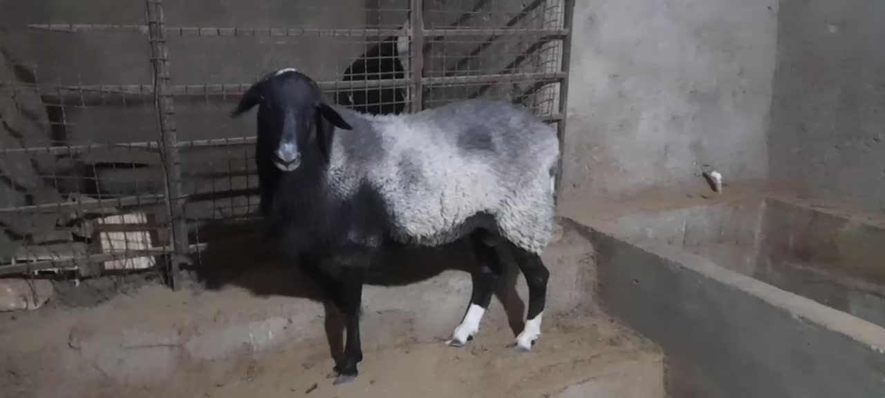 بره نر دورگ رومانوف|حیوانات مزرعه|مهریز, |دیوار