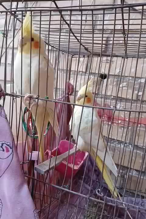 طوطی|پرنده|بهبهان, |دیوار