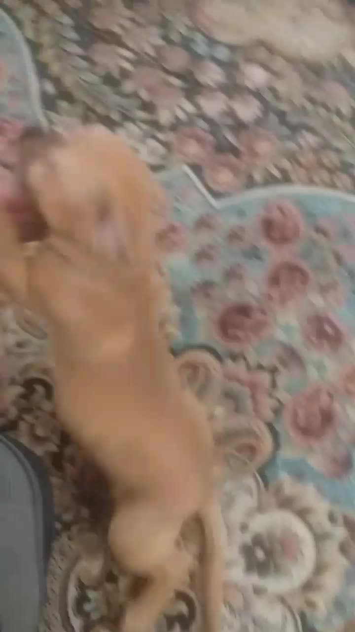 سه تا توله پا کوتاه نژاد شیپر ۷۴ روزه|سگ|رباطکریم, نصیرشهر|دیوار