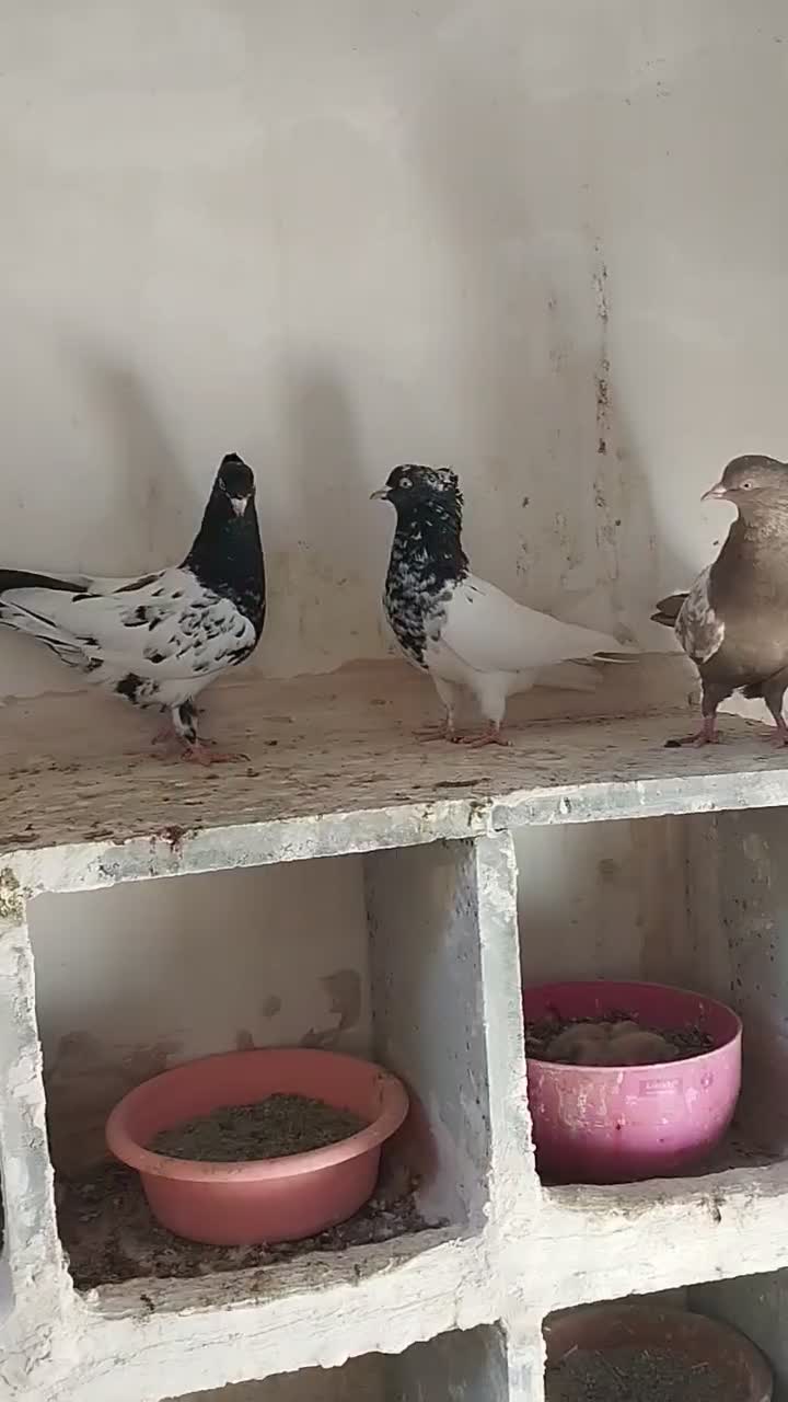 ماده کله وسینه جوانه|پرنده|شیروان (خراسان), |دیوار