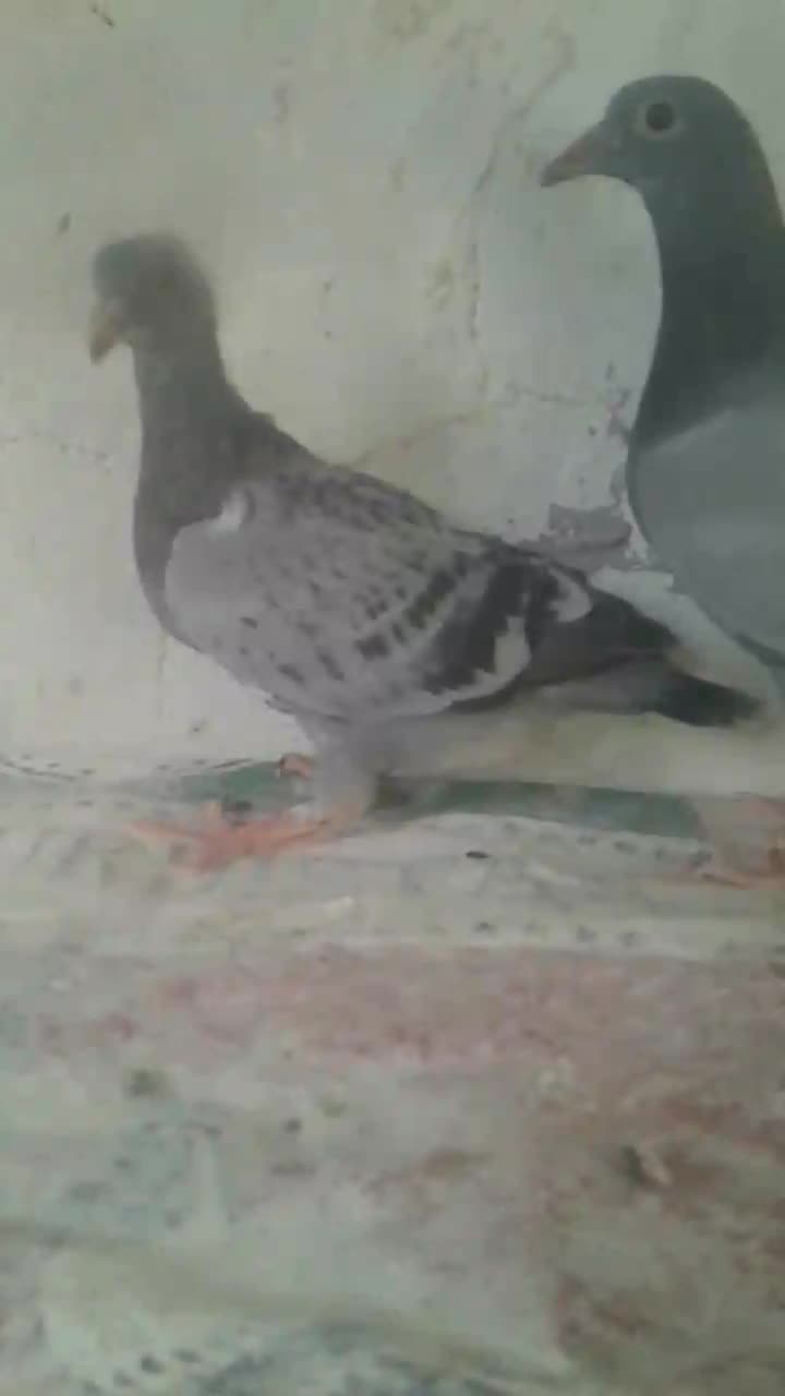 کبوتر|پرنده|مسجد سلیمان, |دیوار