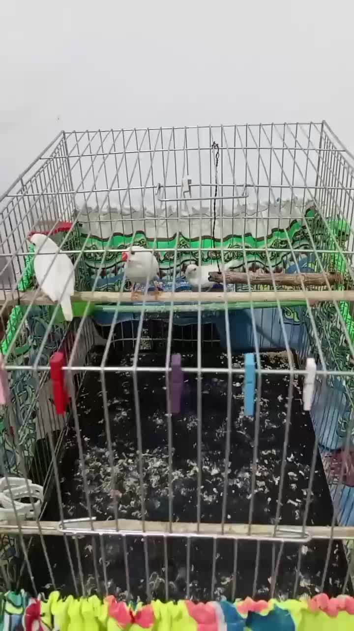 فنج|پرنده|بهارستان, |دیوار