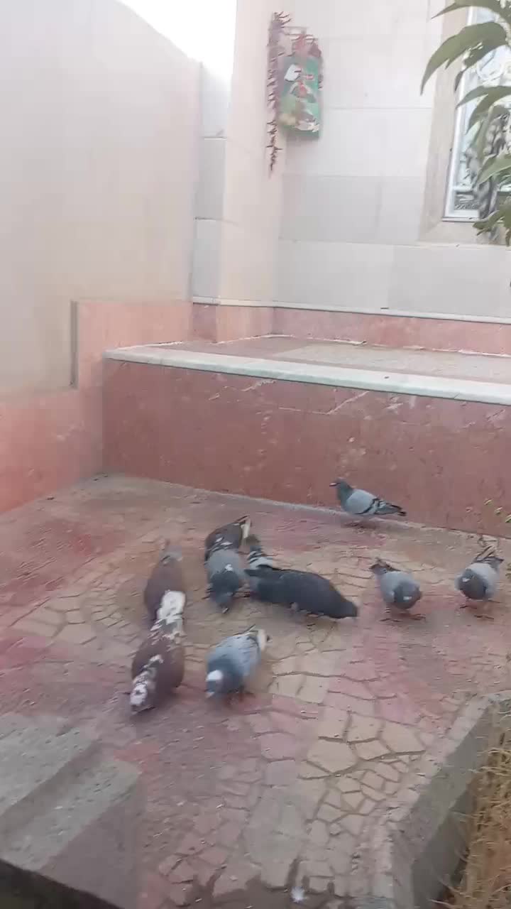 9تا فروشی پرشی|پرنده|جغتای, |دیوار