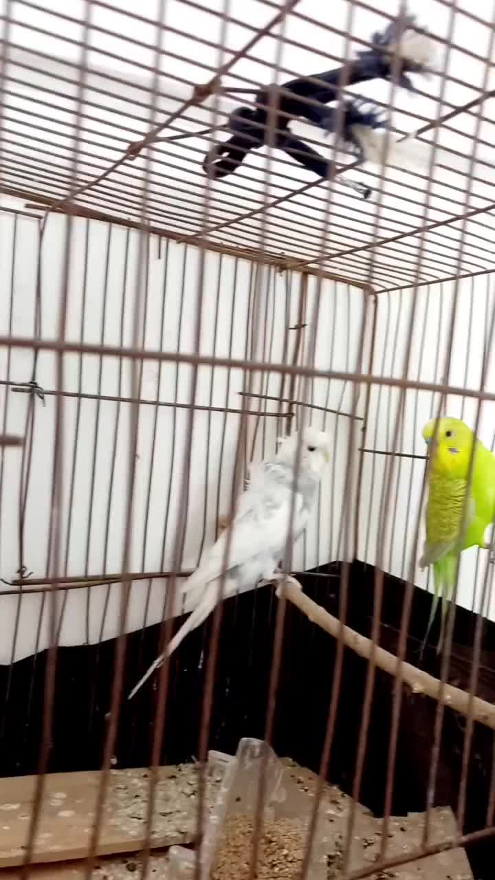 جفت مرغ عشق پروانه ای|پرنده|اردکان, |دیوار