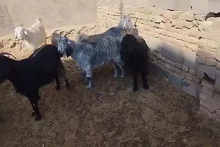 17راس بزفروشی|حیوانات مزرعه|بافق, |دیوار