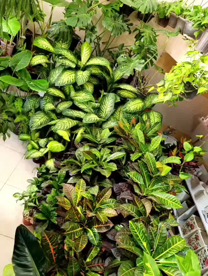 بابا آدم و...|گل و گیاه طبیعی|الیگودرز, |دیوار