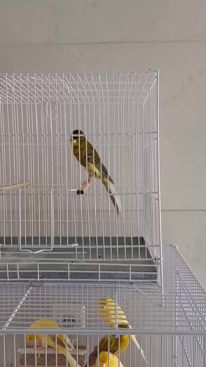 قناری رسمی سایز دار|پرنده|اصفهان, مصلی|دیوار