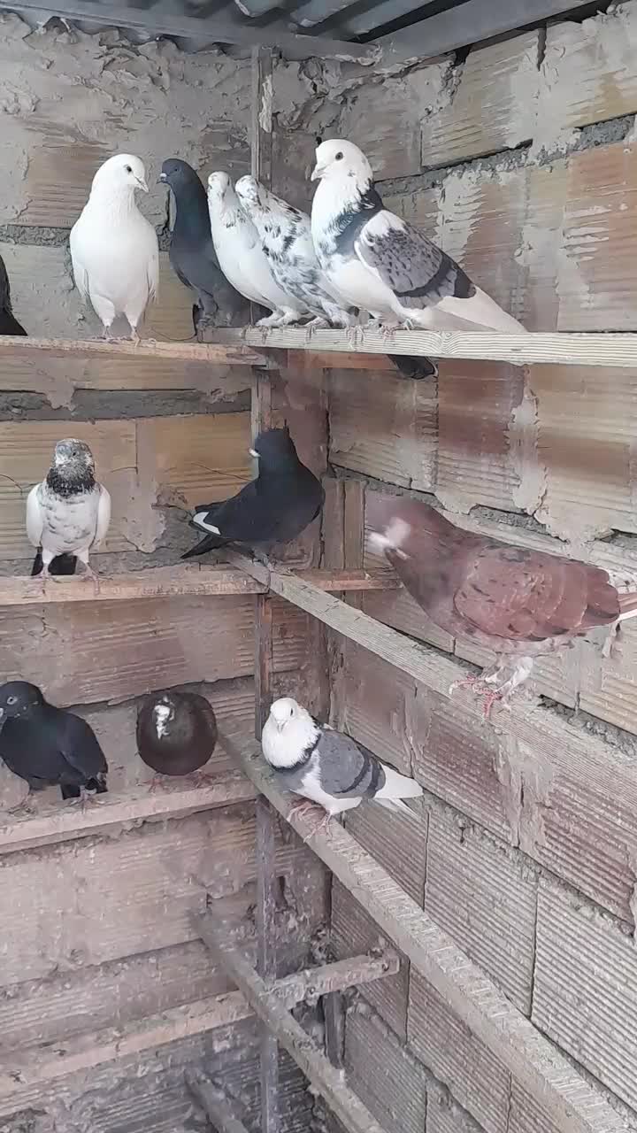 کبوتر پرشی بشرط|پرنده|ری, شهرری|دیوار