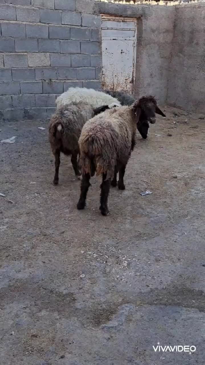 فروش ۴راس میش ابستن|حیوانات مزرعه|شیراز, گلشن|دیوار