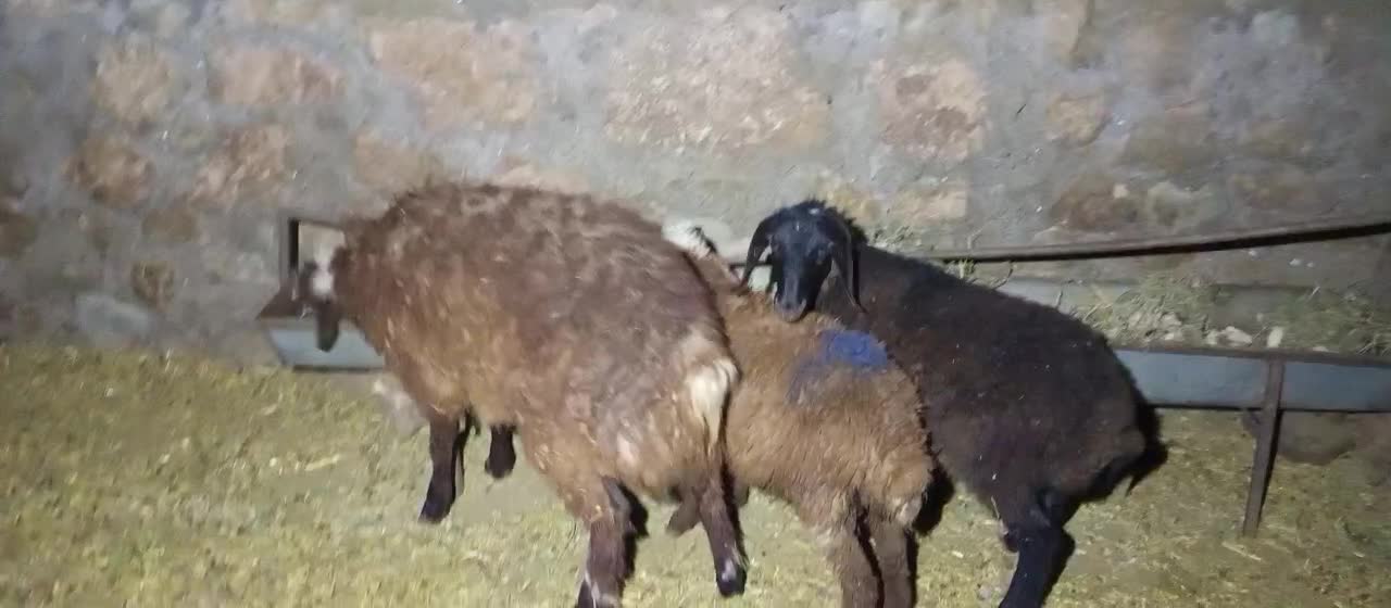 دوتا بره نر و یک ماده سبک|حیوانات مزرعه|مشهد, ایوان|دیوار