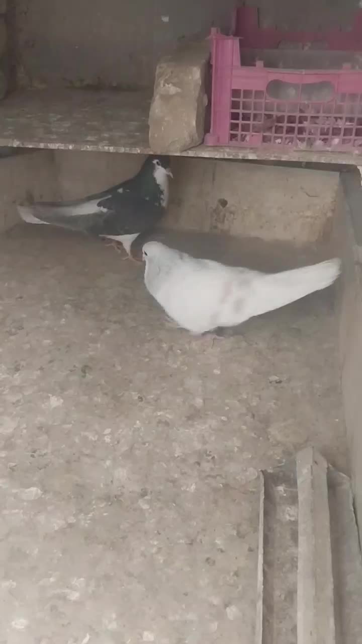 نروماده‌ساده‌هفترنگ|پرنده|کاشمر, |دیوار