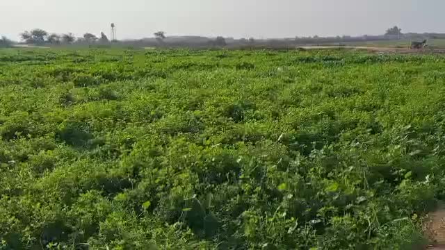 یونجه|خدمات باغبانی و درختکاری|سوسنگرد, |دیوار