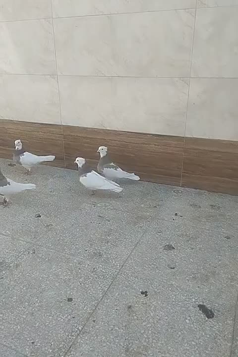 کبوتر طوقی|پرنده|شاهینشهر, حاجی آباد|دیوار