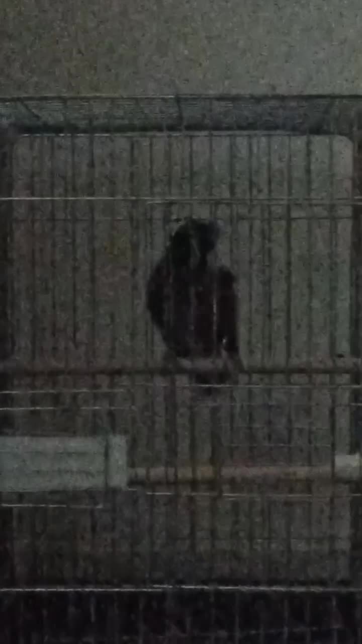 مینا سخنگو|پرنده|قم, چهار مردان|دیوار