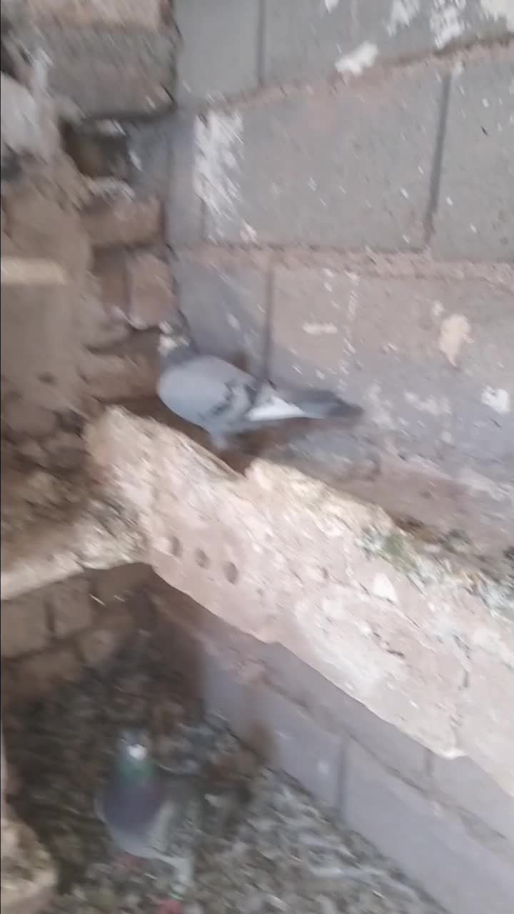 جفت جلک نرفوری|پرنده|میان ولایت, |دیوار