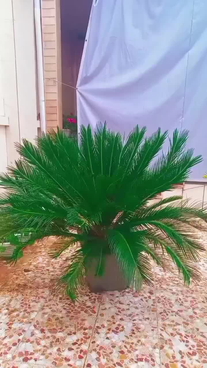 نخل سیکاس|گل و گیاه طبیعی|رضوانشهر, |دیوار