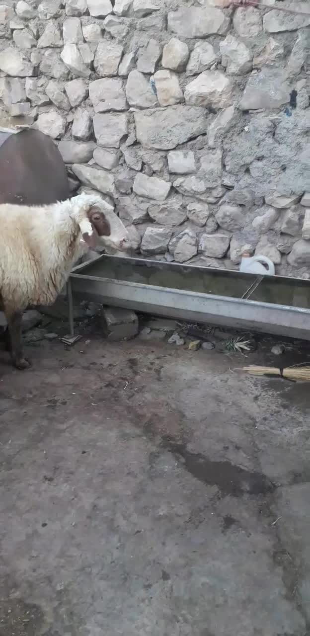 قوچ سنجابی|حیوانات مزرعه|بیلوار, |دیوار