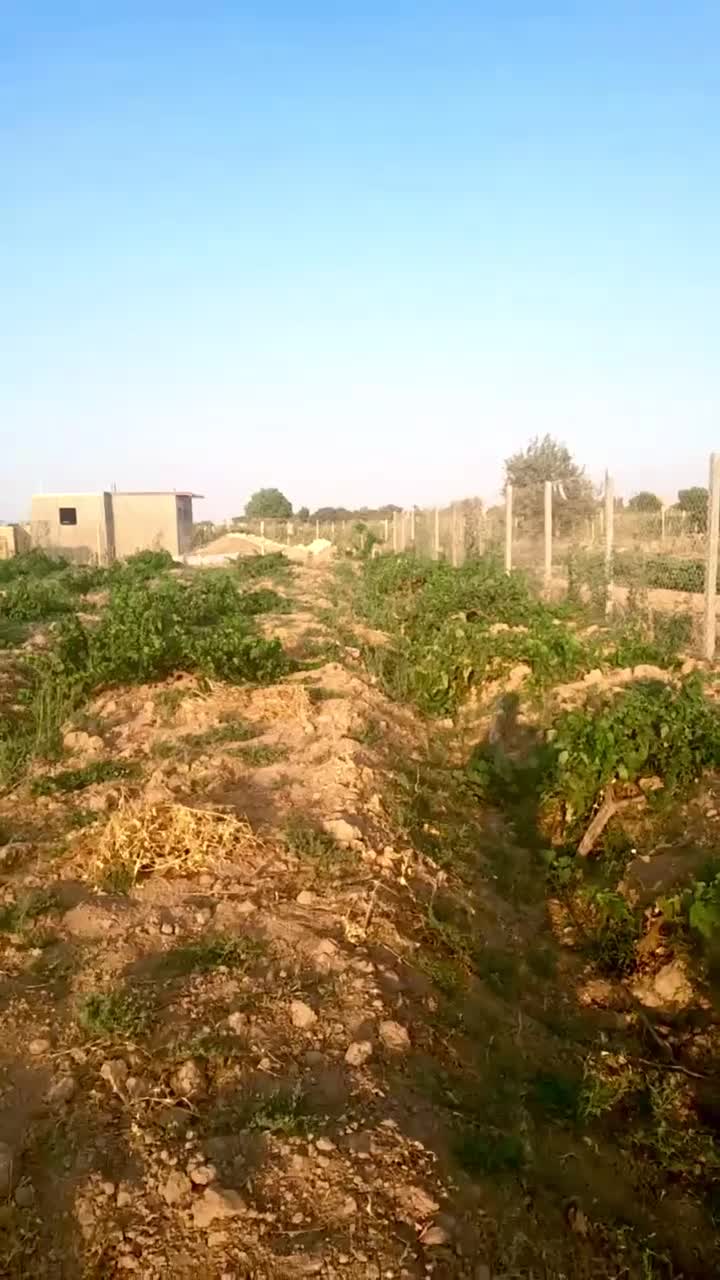 ۱۰۰۰ متر باغ انگور بارده در تاکستان|فروش دفتر صنعتی، کشاورزی، تجاری|کرج, عظیمیه|دیوار