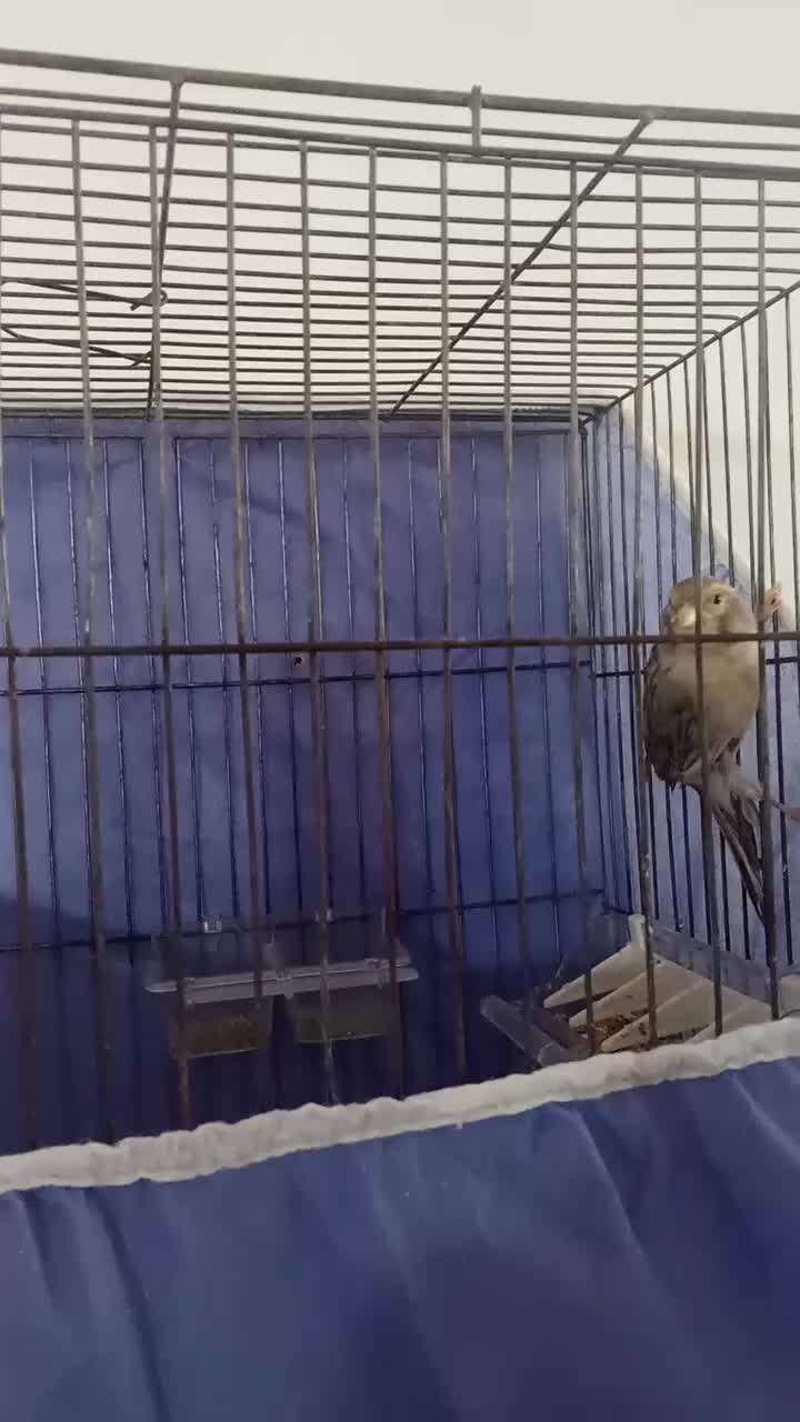 قناری سیلور|پرنده|زرند, |دیوار