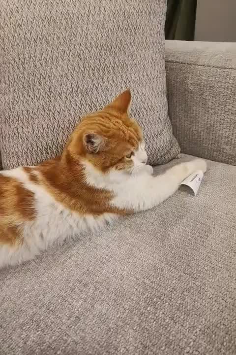 گربه|گربه|یزد, |دیوار