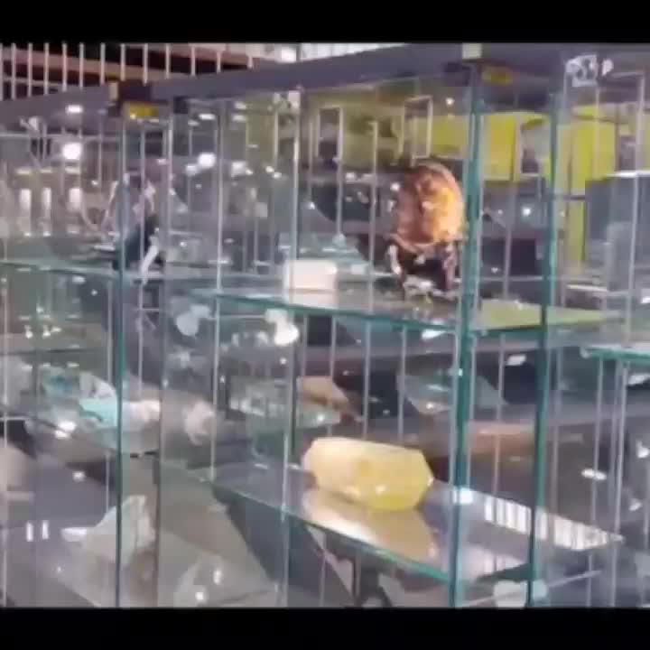 آموزش تخصصی طلا و جواهر فروشی|خدمات آموزشی|زاهدان, |دیوار