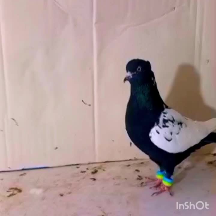 سینه سیاه کاکلی ماده درشت قواره دار|پرنده|مشهد, انقلاب|دیوار