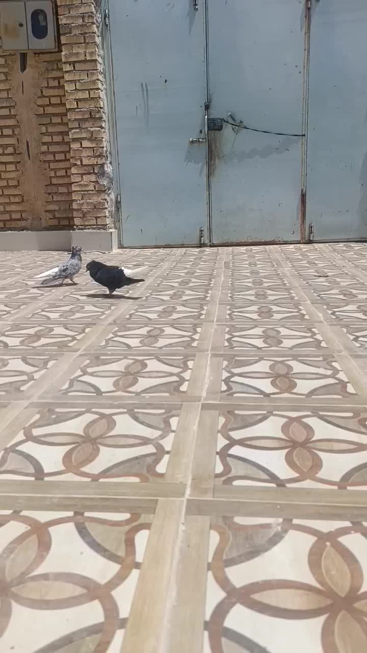 اشغل|پرنده|شادگان, |دیوار