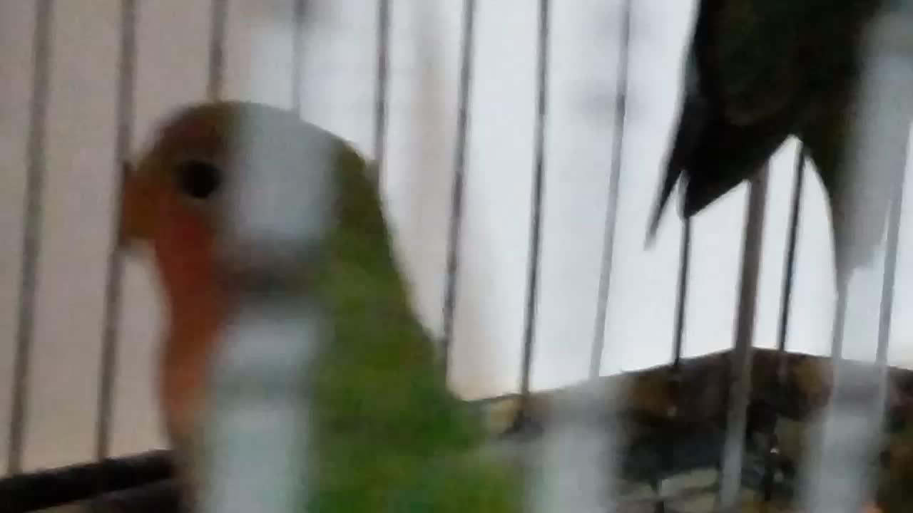 فروش طوطی برزیلی|پرنده|پیشوا, |دیوار