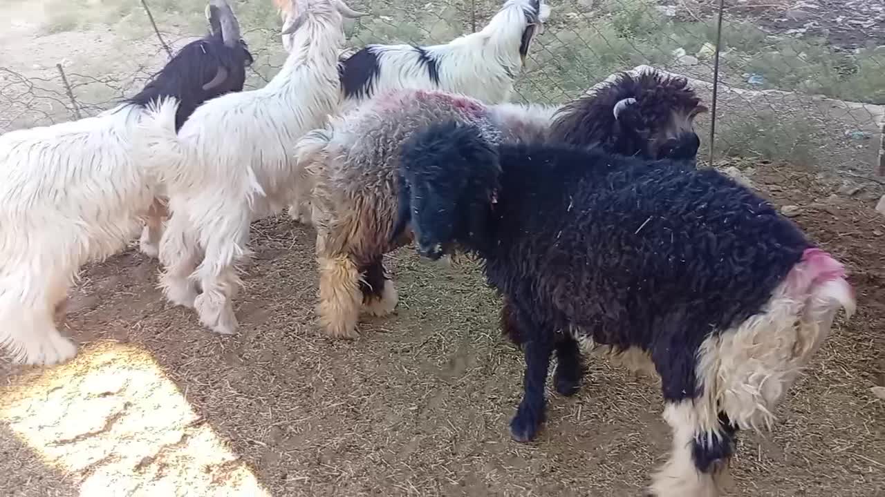 سه بیگ گله داری با ذو عدد بره داشتی|حیوانات مزرعه|مسجد سلیمان, |دیوار