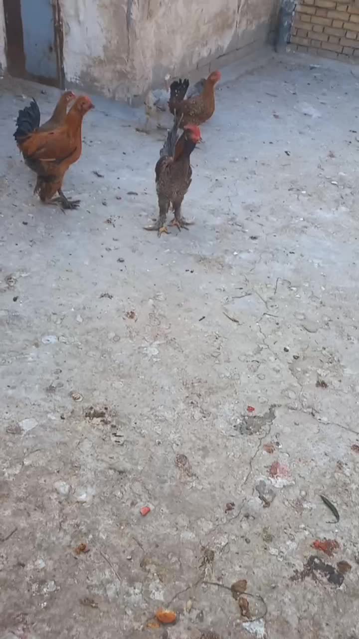 مرغ خروس|حیوانات مزرعه|بهبهان, |دیوار