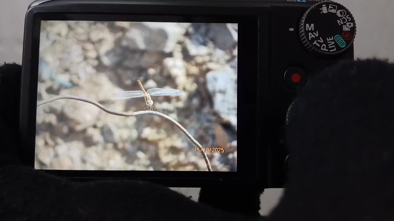 دوربین|دوربین عکاسی و فیلم‌برداری|پرند, فاز ۵|دیوار