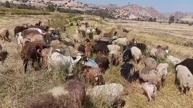 فروش میش ،بز آبستن|حیوانات مزرعه|یاسوج, |دیوار