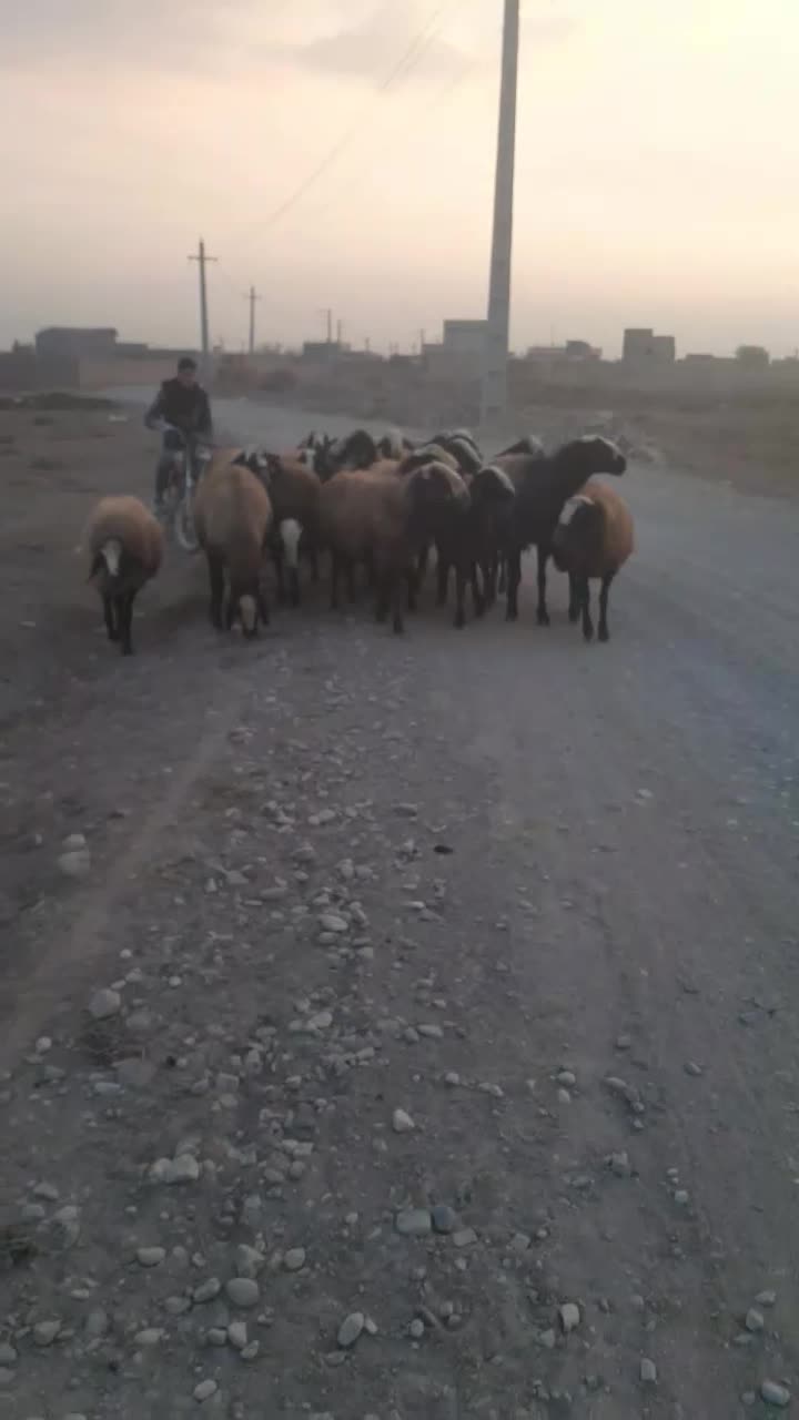 میش اصیل چا|حیوانات مزرعه|اسفرورین, |دیوار